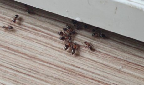 Traitement contre les fourmis à Verrières le Buisson.