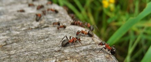 Traitement de désinsectisation contre les fourmis à Evry-Courcouronnes!