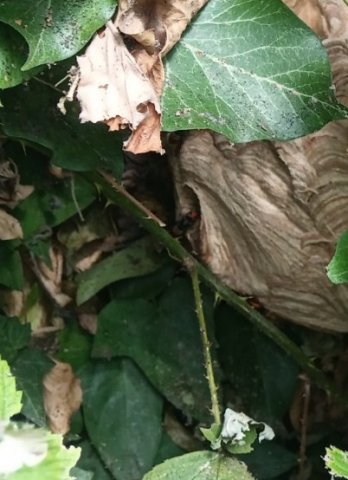 Attention aux nids de frelon asiatiques à Evry-Courcouronnes!