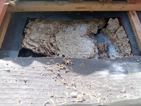 Destruction d'un nid de guêpes en toiture à Evry-Courcouronnes.