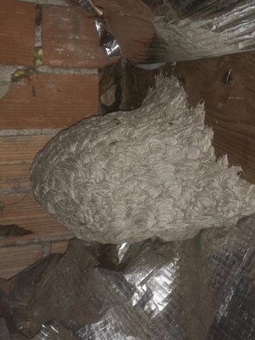 Destruction de nid de guêpes dans des combles à Évry-Courcouronnes
