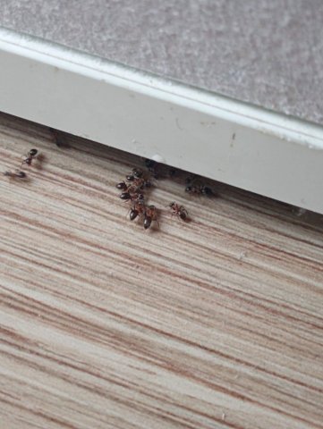 Traitement contre les fourmis à Verrières le Buisson.