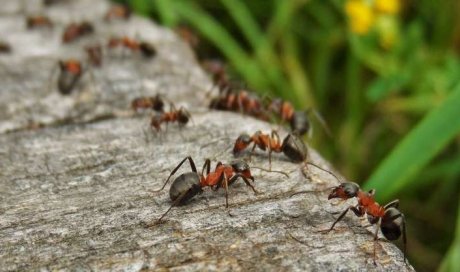 Traitement de désinsectisation contre les fourmis à Evry-Courcouronnes!