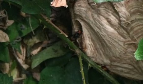 Attention aux nids de frelon asiatiques à Evry-Courcouronnes!