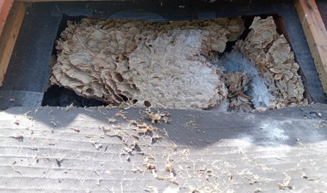 Destruction d'un nid de guêpes en toiture à Evry-Courcouronnes.
