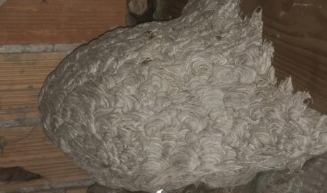 Destruction de nid de guêpes dans des combles à Évry-Courcouronnes